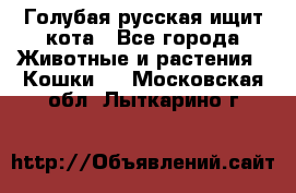 Голубая русская ищит кота - Все города Животные и растения » Кошки   . Московская обл.,Лыткарино г.